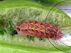 Каллимах 006